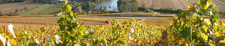 Le vignoble et la Marne vus depuis les hauteurs de Hautvillers
