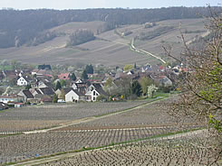 Growing on steep hills, the vineyards are looking southwards to the sun