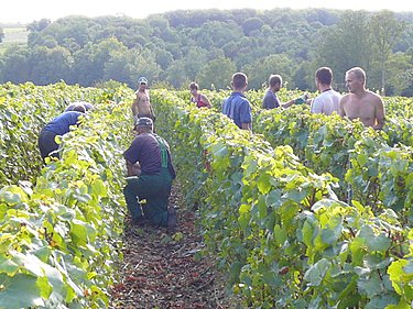 Vendanges dans les vignobles des Champagne Baron Fuenté à Charly sur Marne.  Cette région peu connue produit un vin de Champagne de qualité: des découvertes en perspective!